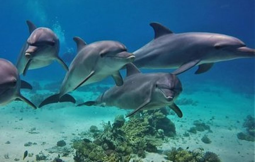 Dolphin House Full-Day Boat Trip