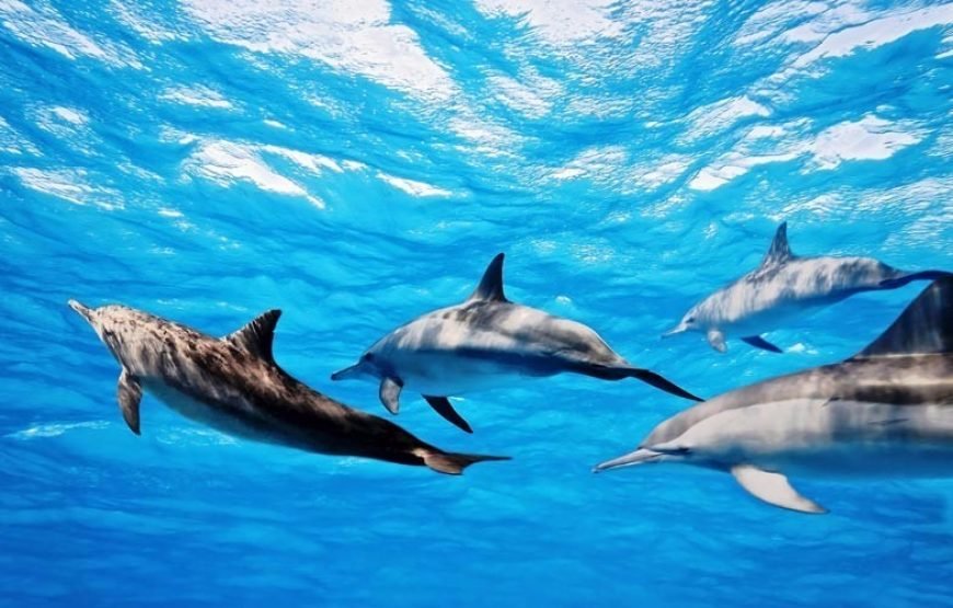 Dolphin House Full-Day Boat Trip