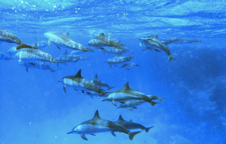 VIP Dolphin House Full-Day Boat Trip