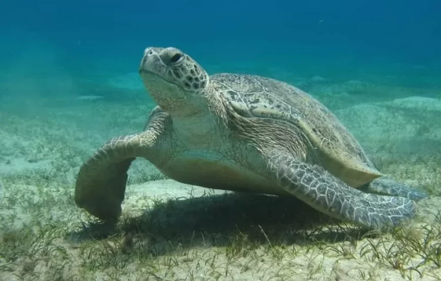 Private Abu Dabbab Bay from Hurghada