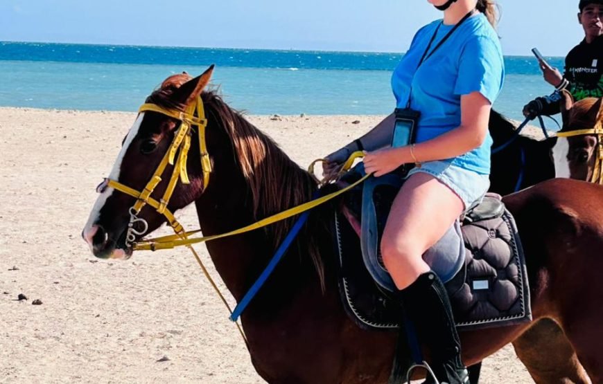 Horseback Riding: Desert, Beach & Swim