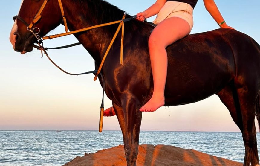 Horseback Riding: Desert, Beach & Swim