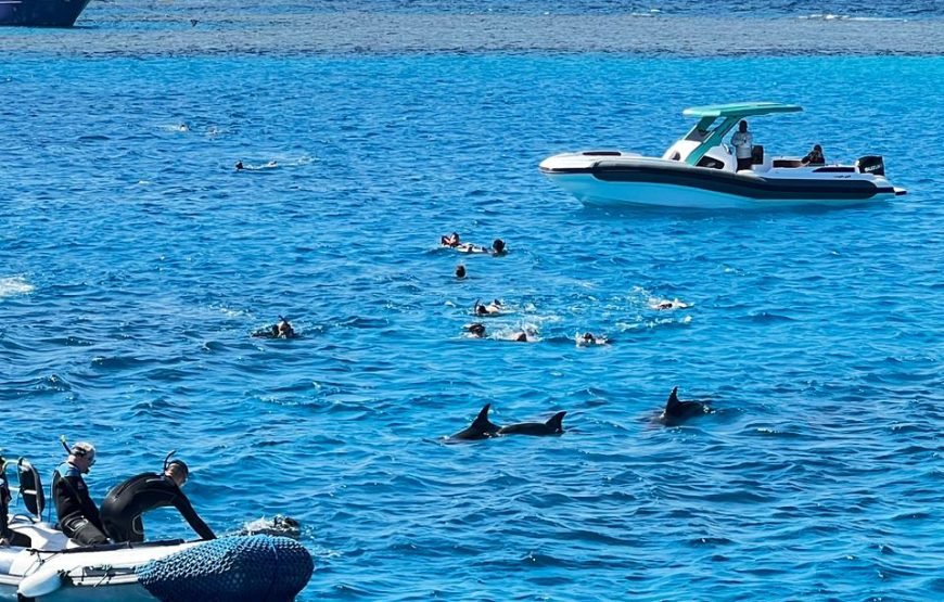 VIP Dolphin House Full-Day Boat Trip