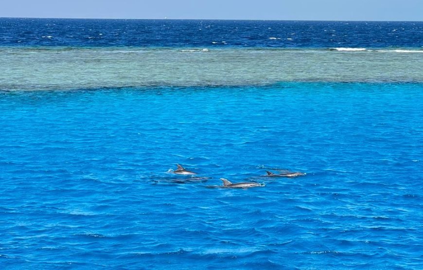 VIP Dolphin House Full-Day Boat Trip