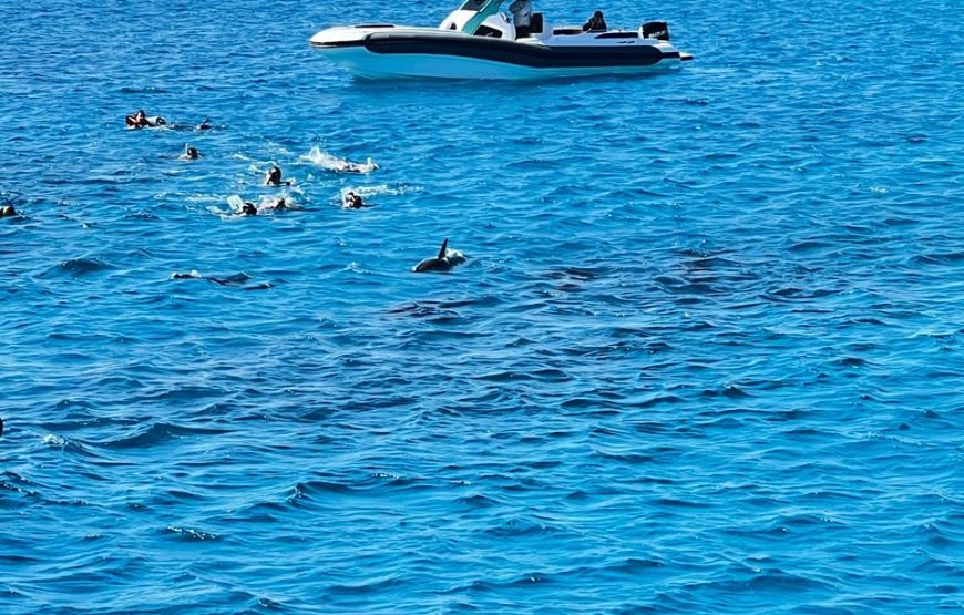 Dolphin House Full-Day Boat Trip