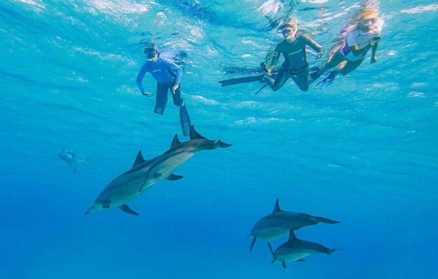 Speed Boat Private 4 hours watching Dolphins & Island visits