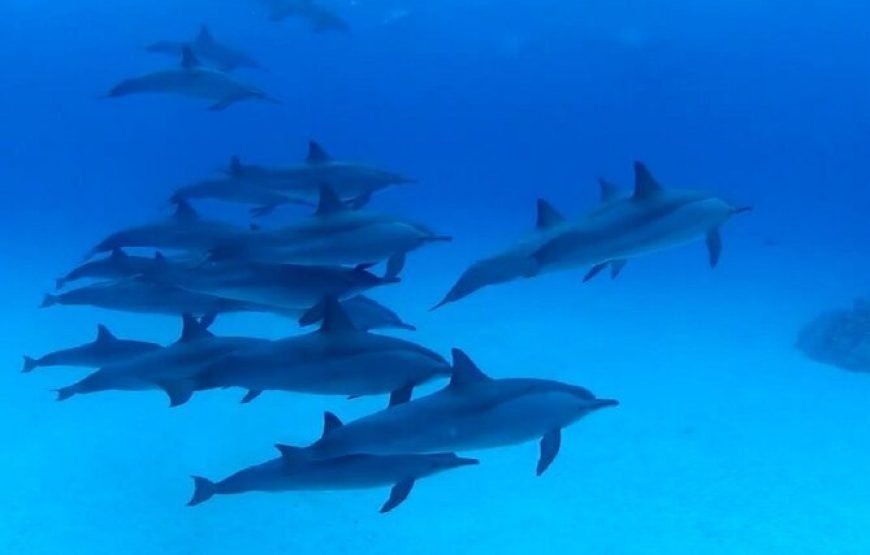 Dolphin House Boat Trip( Samadi) Marsa Alam