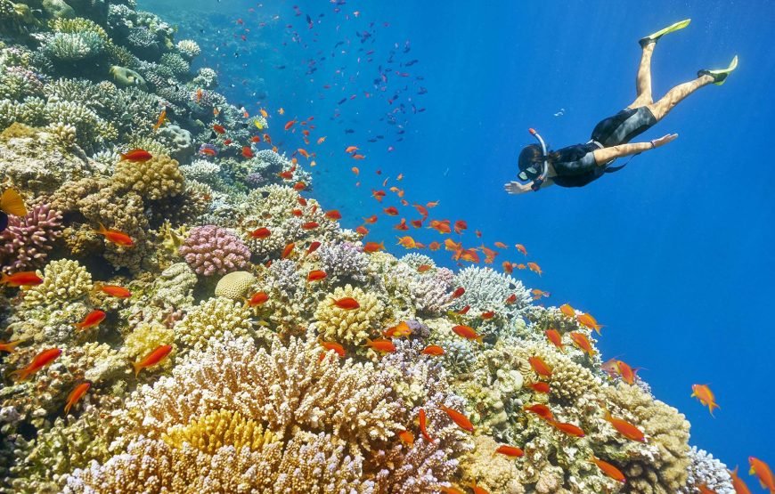 Sataya Dolphin Reef Boat Trip in Marsa Alam