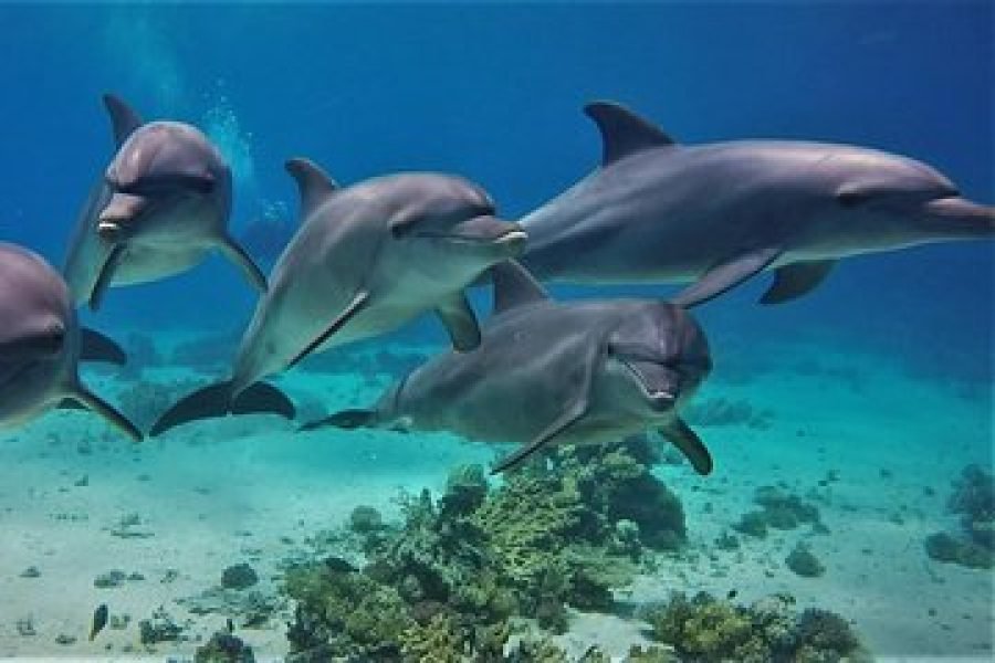 Dolphin House Boat Trip( Samadi) Marsa Alam