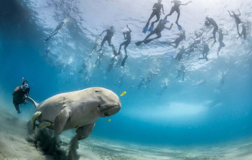 Marsa Mubark Snorkling Boat Trip in Marsa Alam
