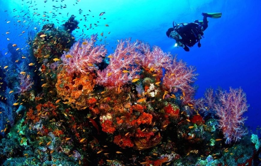 Daily Scuba Diving Full Day Boat Trip
