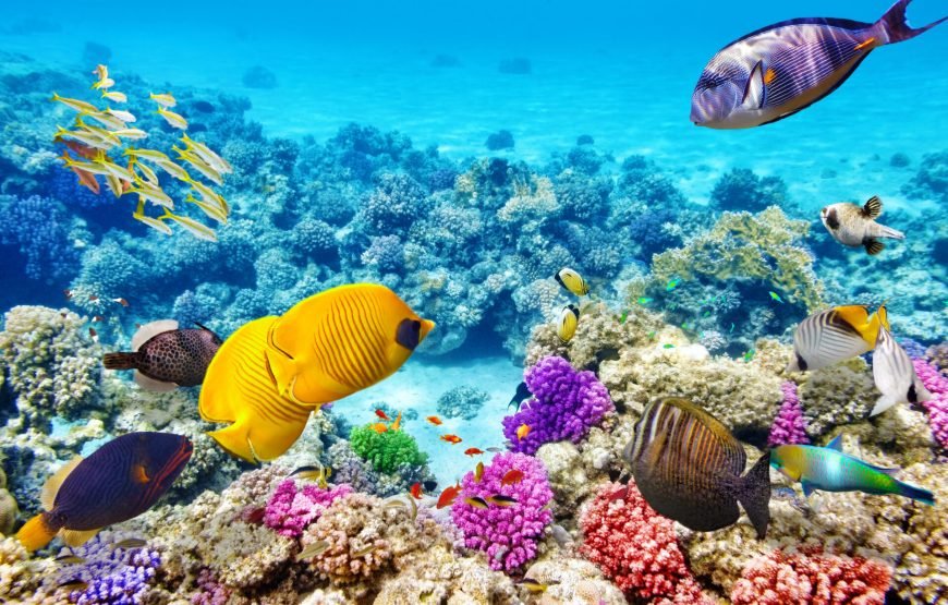 Sataya Dolphin Reef Boat Trip in Marsa Alam