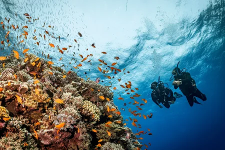 Scuba Diving Full Day Boat Trip for Beginners