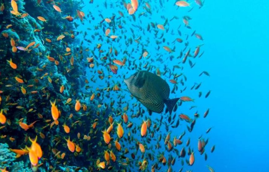 Daily Scuba Diving Full Day Boat Trip