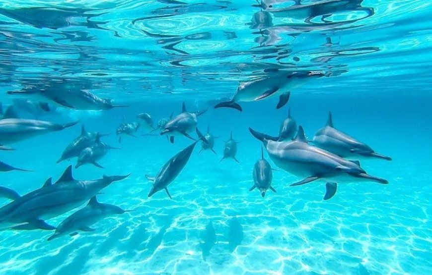 Sataya Dolphin Reef Boat Trip in Marsa Alam