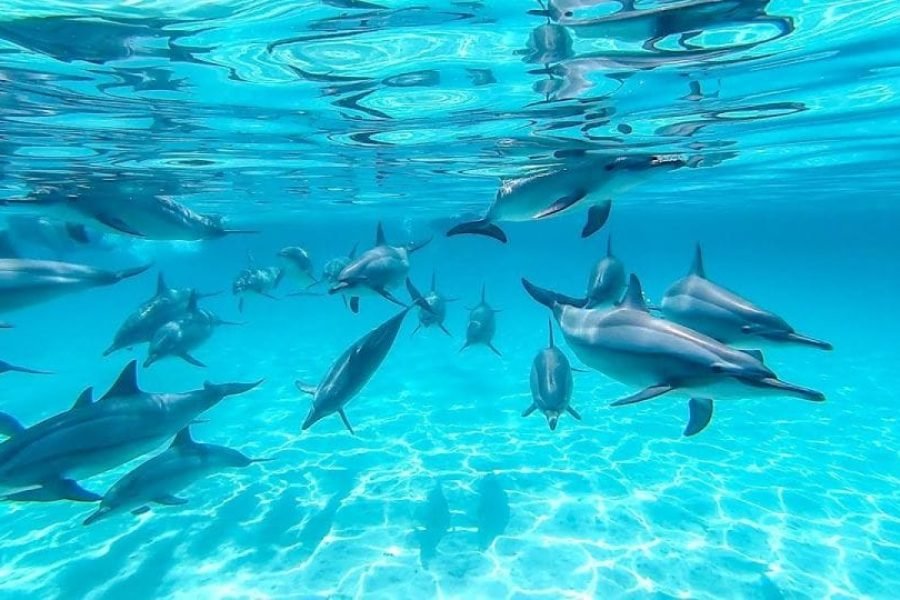 Sataya Dolphin Reef Boat Trip in Marsa Alam