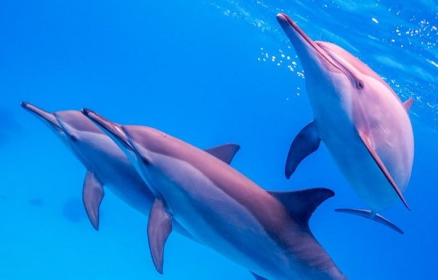 Dolphin House Boat Trip( Samadi) Marsa Alam