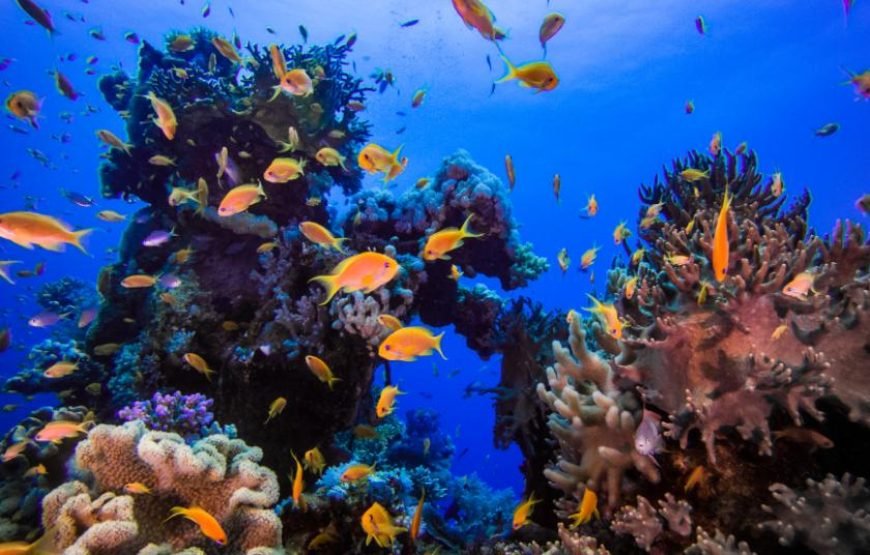 Daily Scuba Diving Full Day Boat Trip