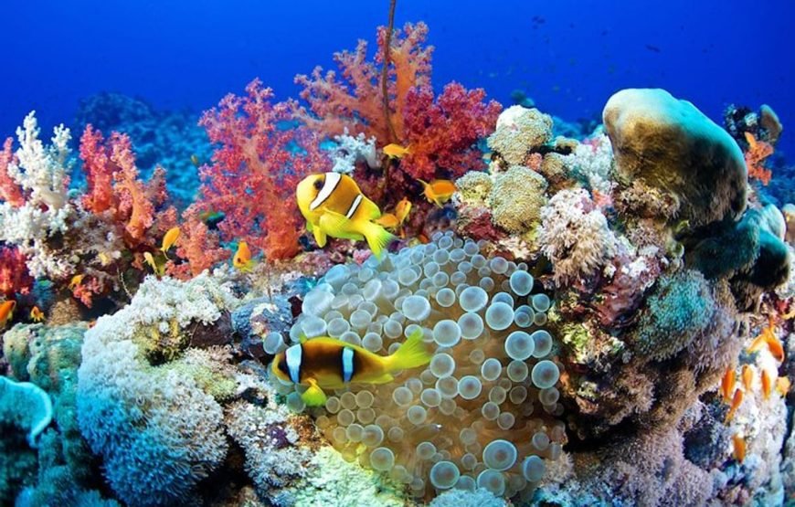 Marsa Mubark Snorkling Boat Trip in Marsa Alam