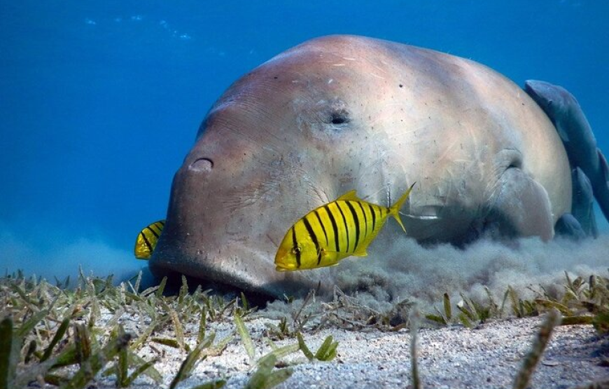 Marsa Mubark Snorkling Boat Trip in Marsa Alam