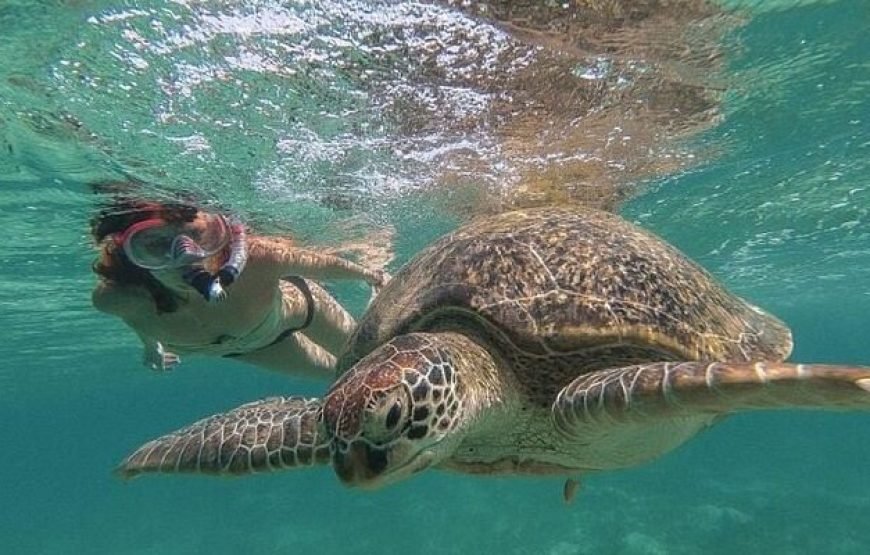 Marsa Mubark Snorkling Boat Trip in Marsa Alam