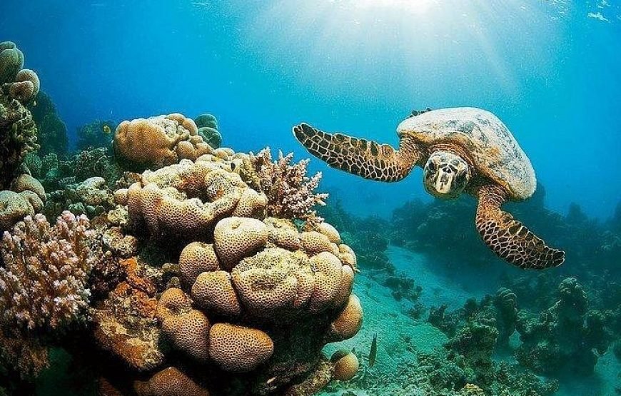 Marsa Mubark Snorkling Boat Trip in Marsa Alam