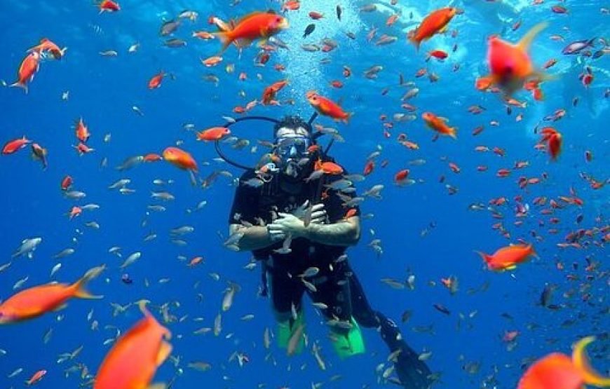 Daily Scuba Diving Full Day Boat Trip