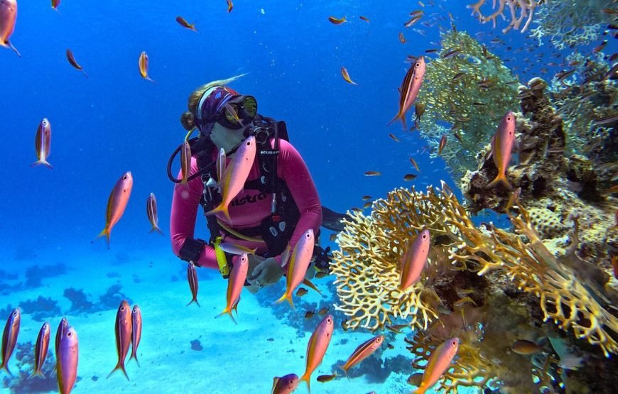 Daily Scuba Diving Full Day Boat Trip