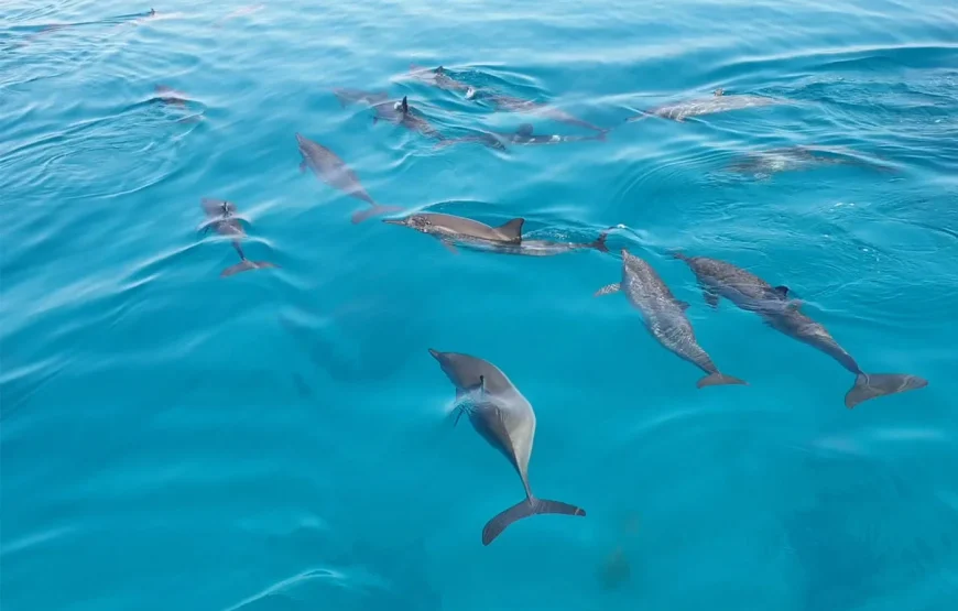 Sataya Dolphin Reef Boat Trip in Marsa Alam