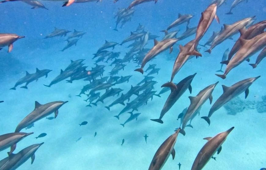 Sataya Dolphin Reef Boat Trip in Marsa Alam