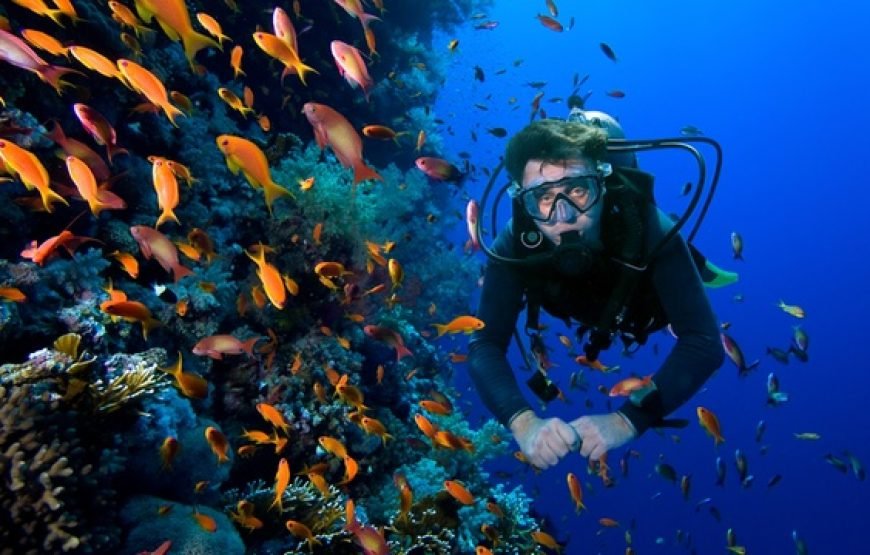 Daily Scuba Diving Full Day Boat Trip