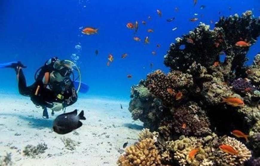 Daily Scuba Diving Full Day Boat Trip