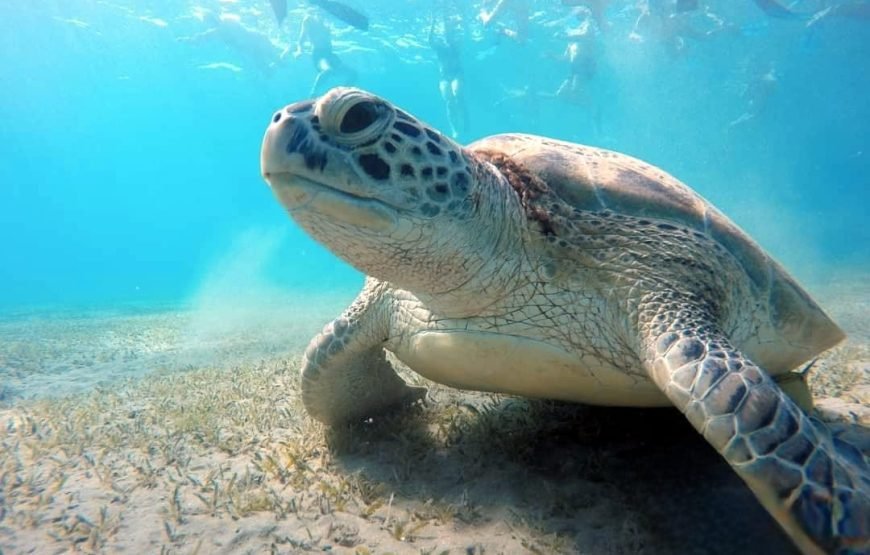 Marsa Mubark Snorkling Boat Trip in Marsa Alam