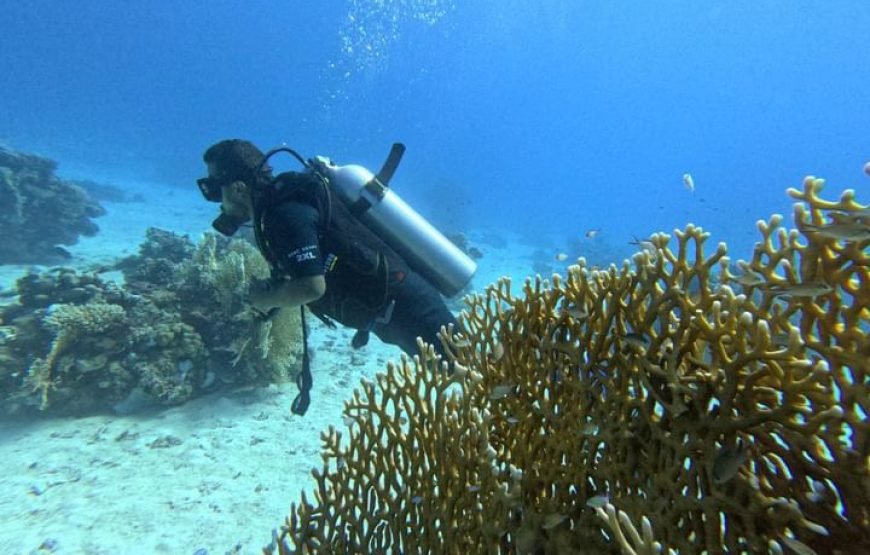 Daily Scuba Diving Full Day Boat Trip