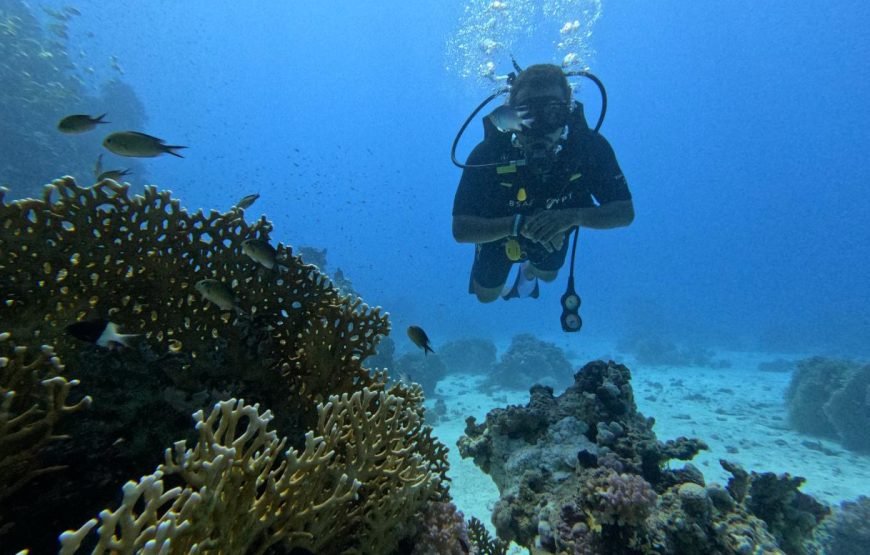 Daily Scuba Diving Full Day Boat Trip
