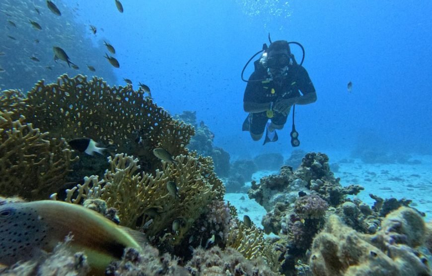 Daily Scuba Diving Full Day Boat Trip